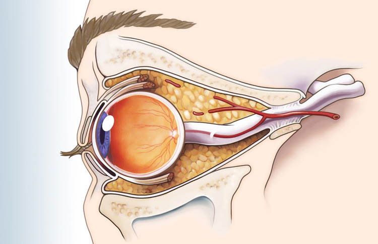 Schema  knöcherne Augenhöhle und Auge