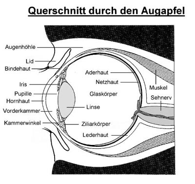 Augenquerschnitt