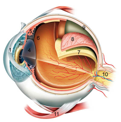 Augenschema in 3D