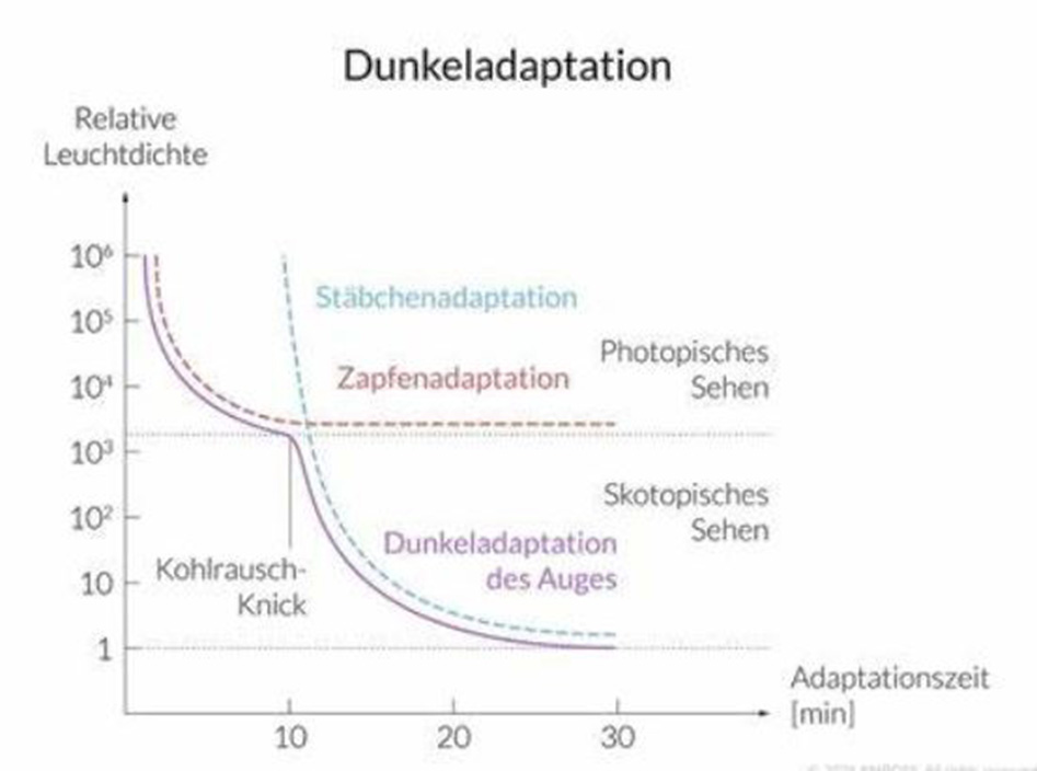 Dunkeladaptation