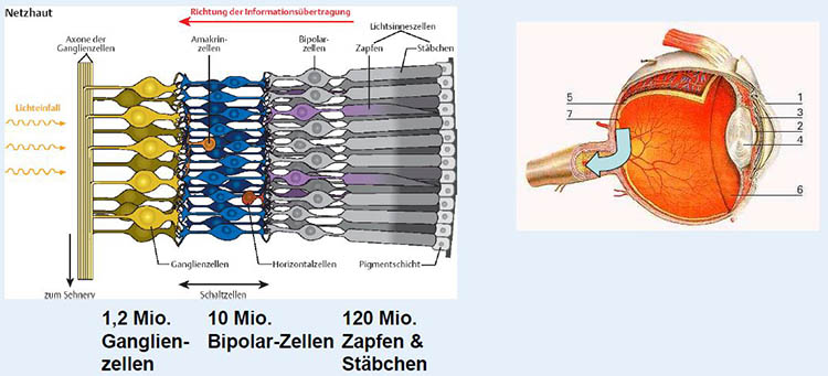 Netzhautaufbau
