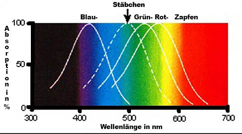 Empfindlichkeitsbereich der Farbrezeptoren