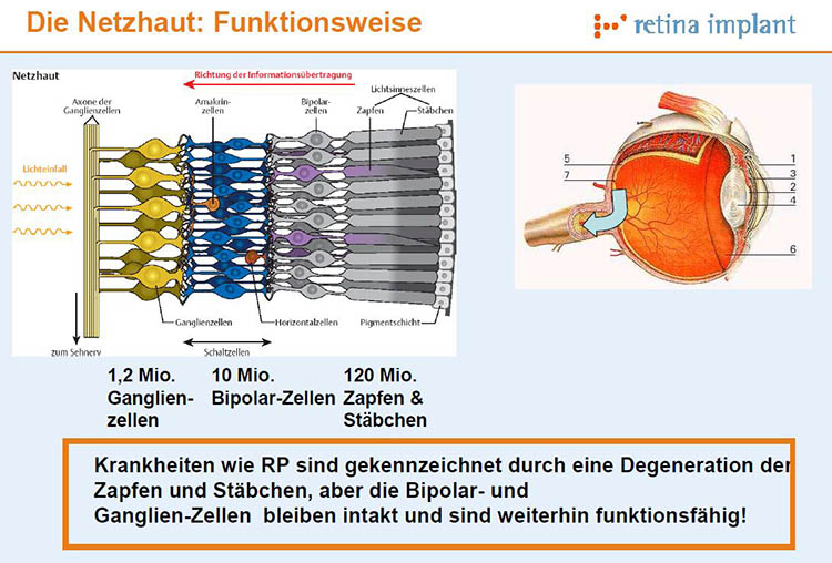 Aufbau der Netzhaut