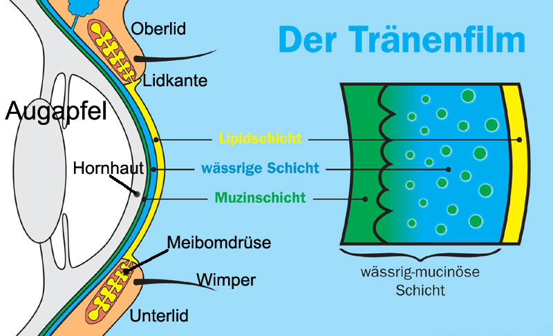 Aufbau des Tränenfilms