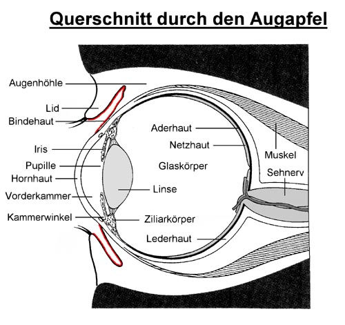 Schema der Bindehaut (rot eingefärbt)