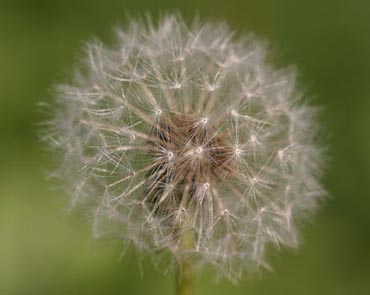Pusteblume