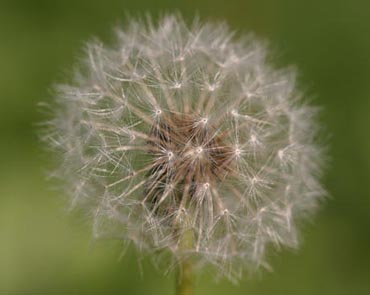 Pusteblume