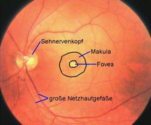 Netzhauteinteilung