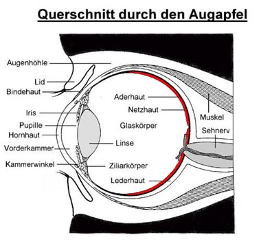 Netzhaut rot angefärbt