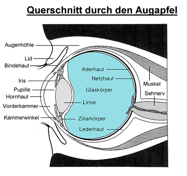 Glaskörper