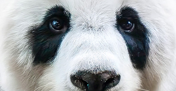 Pandaaugen Pandaaugen
